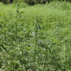 Cannabis Plants In Field