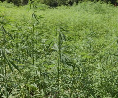 Cannabis Plants In Field