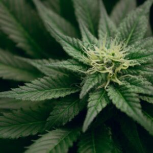 Cannabis Plant Close Up