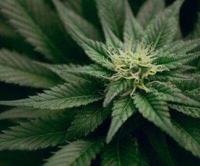 Cannabis Plant Close Up