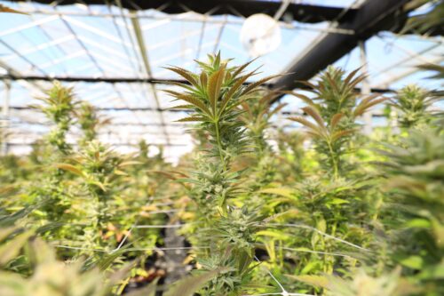 cannabis plants in grow facility