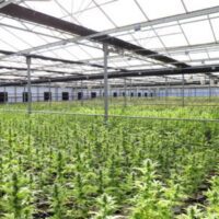 Cannabis Grow Facility With Mature Cannabis Plants