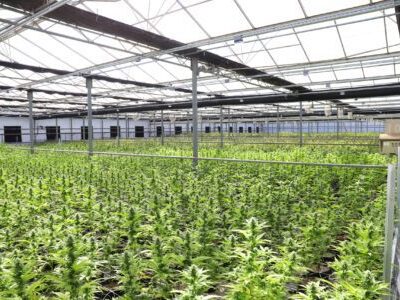 Cannabis Grow Facility With Mature Cannabis Plants