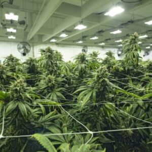 Cannabis Plants In Indoor Grow Facility