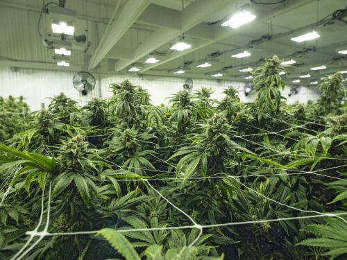 cannabis plants in indoor grow facility
