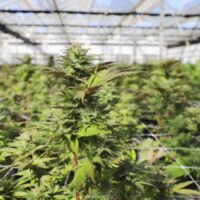 Cannabis Plants In Grow Facility
