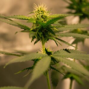 Cannabis Plant Against Wall