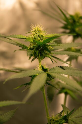 cannabis plant against wall