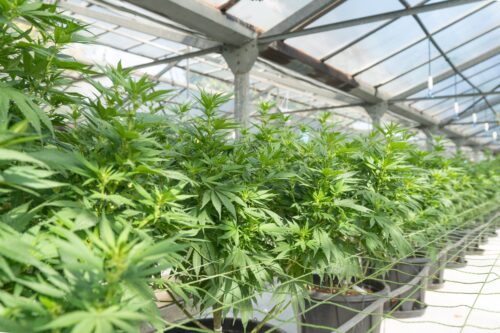 plants in grow facility