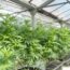 Plants In Grow Facility