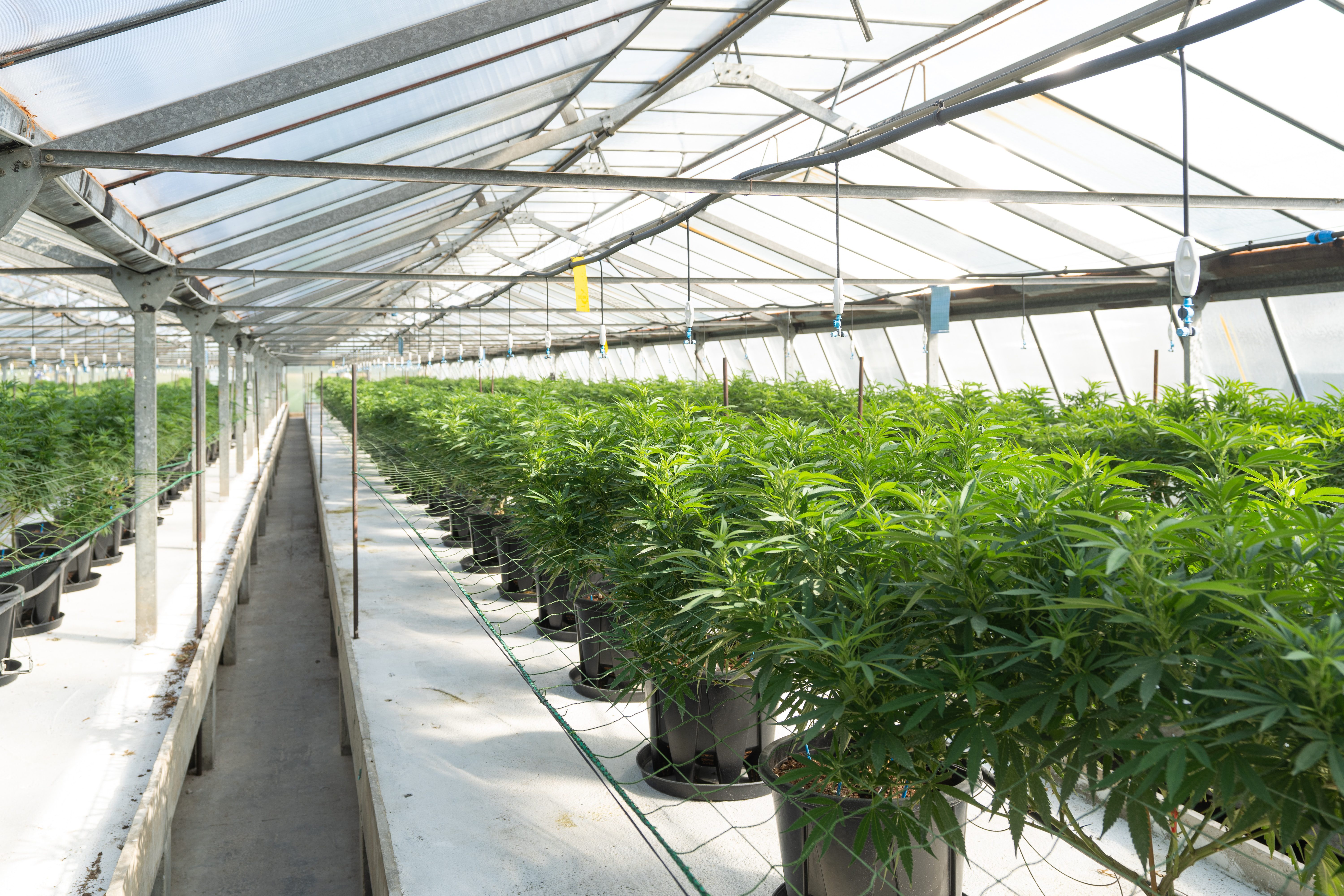 marijuana plants in grow facility