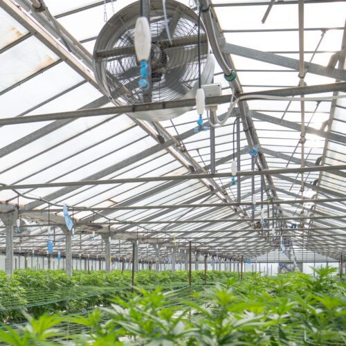 industrial ventilation in cannabis grow facility
