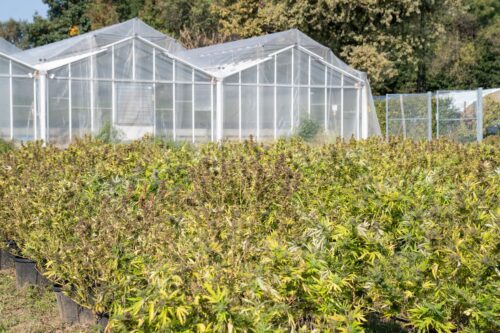 cannabis grow facility greenhouse