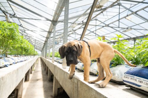 dog in cannabis grow facility
