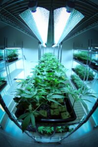 Cannabis Plants Under LED Lights