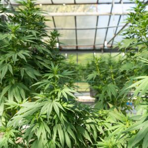 Cannabis Plants In Grow Room