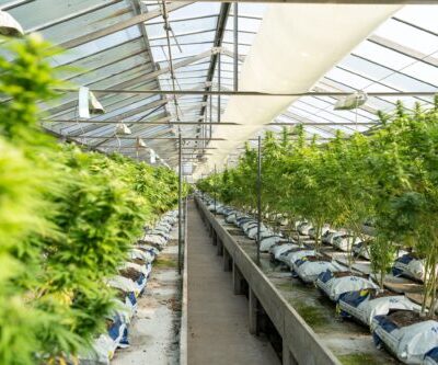 Cannabis Grow Facility