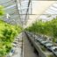 Cannabis Grow Facility