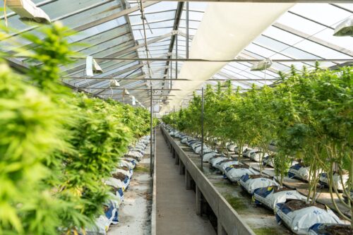 cannabis grow facility